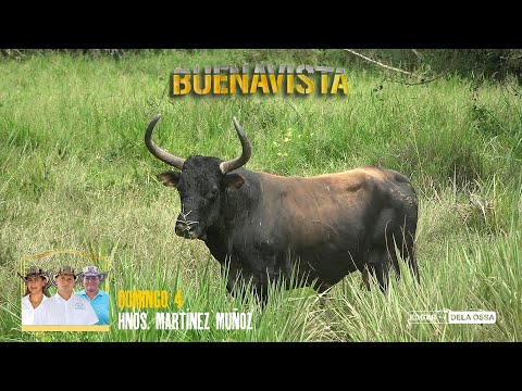 BUENAVISTA 2026 Toros de la Ganaderiaq La Pradera de  los Hermanos MARTINEZ MUÑOZ