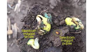Early Season Seedcorn Maggot Damage to Soybeans
