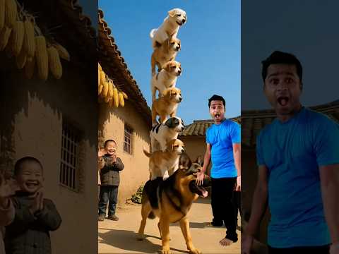 7 dogs are stacked layer by layer. The dog at the bottom is really amazing