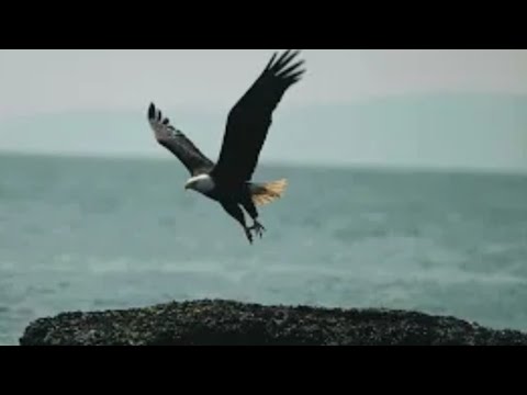 Uçurum ❤️Şiir 🌹 Figen Yılmaz 🙏 Okuyan 💐 Necat Birinci 🌈 Müzik 🌹 Farid Farjad