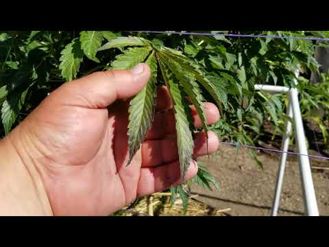 download lagu mp3 mp4 The Claw Cannabis, download lagu The Claw Cannabis gratis, unduh video klip The Claw Cannabis