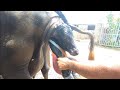 Buffalo Giving Birth New Member Arrived In Family First Time Buffalo Milking After Delivery