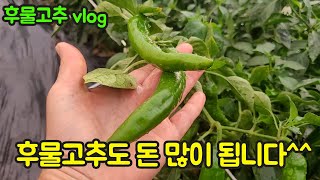 후물고추로 인건비, 자재값 뽑습니다^^! 고추 농사 잘 짓는 법 대공개!!