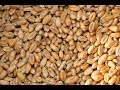 Nourriture des Poules : recette très facile et économique Nourriture des Poules : recette très facile et économique