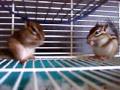 Chip Y Chop Comiendo Y Lavandose