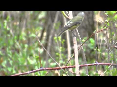 Blue-headed Vireo