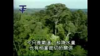 婆羅洲雨林