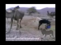 Crazy Donkey Kicks a Camel :D Haha 