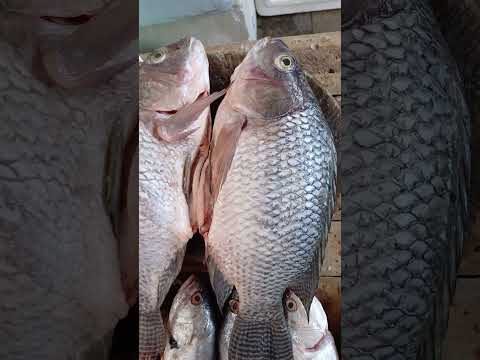 E cosiderado 0 melhor cara da região de hidrolandia Ceará Brasil