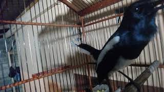 Download lagu KACER KONSLET ISIAN TENGKEK BUTO.MENGIDOLAKAN KACER RAJA TUAK. mp3