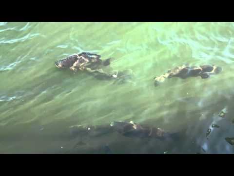 LMMS project: Life On Earth