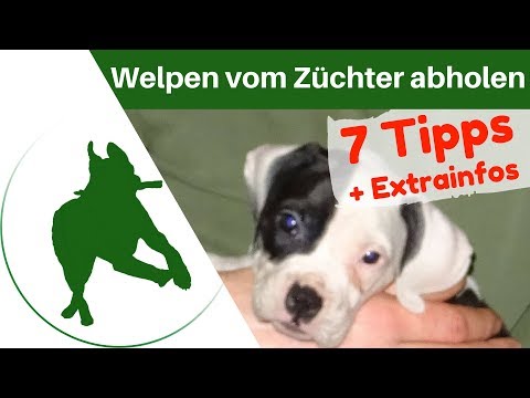Welpen vom Züchter abholen - die 7 wichtigsten Tipps!
