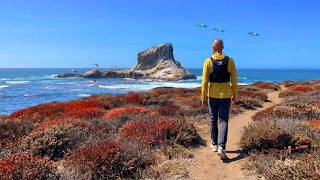 Hiking Piedras Blancas Coast, California | Elephant Seals & Ocean Views | 4K HDR