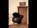 Skebob Goes To The Goon Room Joke Memes Goon
