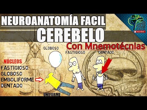 COMPLETE AND WELL EXPLAINED CEREBELLUM (EASY)