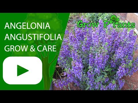 download lagu mp3 mp4 Angelonia Angustifolia, download lagu Angelonia Angustifolia gratis, unduh video klip Angelonia Angustifolia