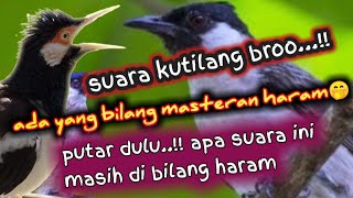 Download lagu Suara kutilang full isian💯mantap buat masteran🔥JALAK SUREN & SEMUA BURUNG KICAU ‼️ mp3 Download lagu Suara kutilang full isian💯mantap buat masteran🔥JALAK SUREN & SEMUA BURUNG KICAU ‼️ mp3