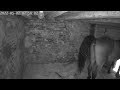 Horse Taking A Dump