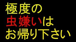 ........これはトラウマにな【黒鬼0.8】