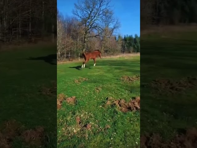 Entier sbs plein papier 