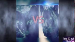 Regulo Caro - Gatos vs Panteras (LETRA)