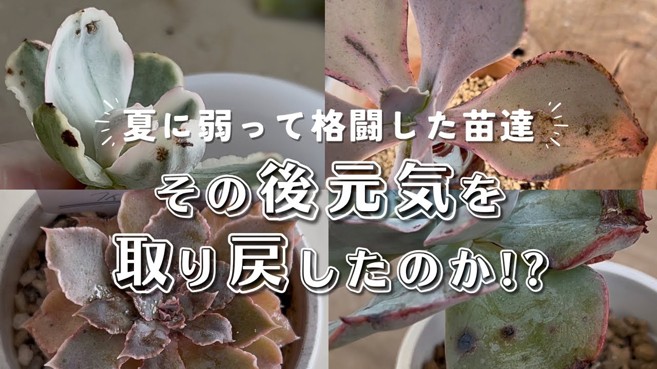 夏に弱って格闘した苗のその後 | 多肉植物 | エケベリア | セダム | succulent | 夏