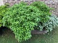 What's That Herb Ep04 - Garden Sage