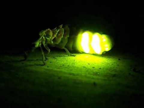 Por qué brillan las luciérnagas