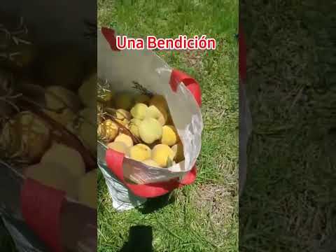 Gracias a #Dios una #Bendición con el #durazno #organico #amigos #sigueme #comparte #subscribe