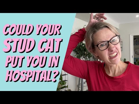 Could your Stud Cat put you in the hospital? Cat Breeding for Beginners Cattery Advice