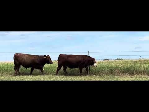 Cattlerange Com