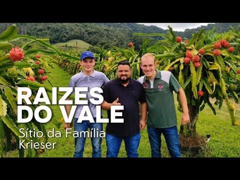 Raízes da Vale - Conheça o pomar de Pitaias na cidade de Ibirama 
