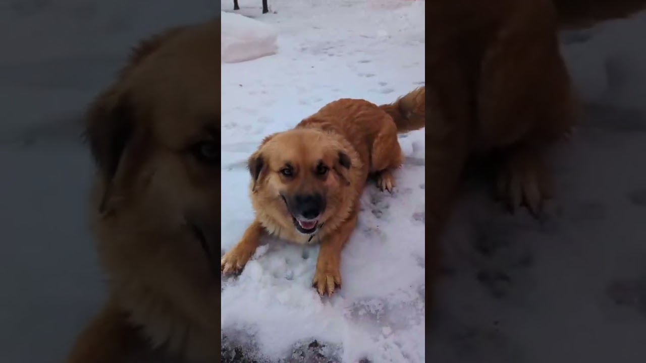 Enlarge Whisper, an adopted mixed breed in Toronto, ON video 1/5