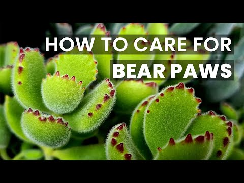 BEST TIPS | HOW TO CARE FOR BEAR PAW COTYLEDON TOMENTOSA SUCCULENTS