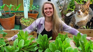 The Garden in March 🌼 tips for poor germination, garden tour, and creating a no-dig flower bed