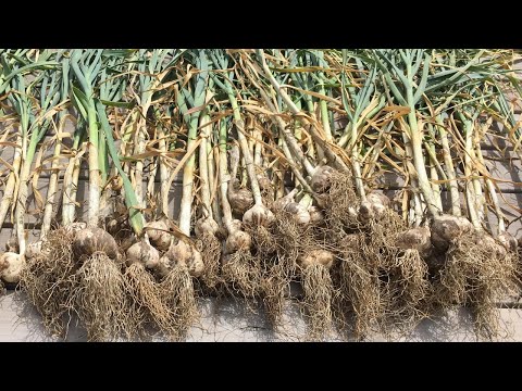 How to store and cure harvested garlic