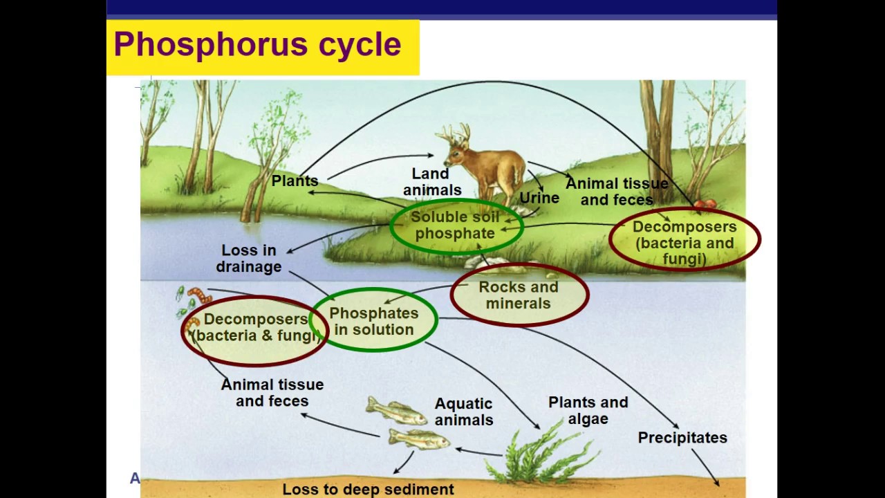 Ecosystem Dynamics (Foglia) - Part 1