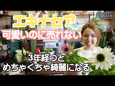エキナセアの育て方 下の茎のとげのある部分を参照してください。