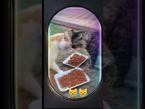 Funny Cats Video 🐈‍⬛ | Cats Doing Quarrel 🐈|| #shorts #cats #catsvideo #kitty #kittenlove #animal