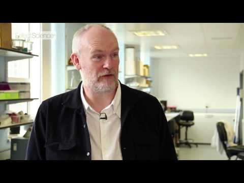 Quantification of Inorganic Arsenic in Rice