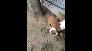 Video preview image #1 Olde English Bulldogge Puppy For Sale in COEUR D ALENE, ID, USA