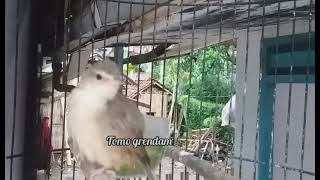 Download lagu Cigun betina gacor,paling ampuh mendongkrak birahi jantan. mp3