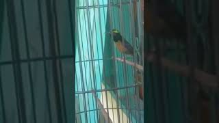 Download lagu konin gacor isian love bird mp3