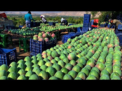 Australian Farmers Produce Thousands Of Tons Of Mangoes This Way - Australian Farming