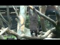 Artis Dierentuin