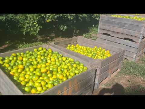 Bergamota Okitsu já está sendo colhida no Rio Grande do Sul