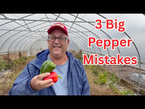 3 Mistakes to Avoid When Growing Peppers 🌶️