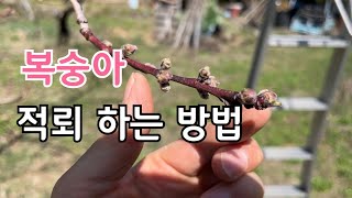 복숭아 적뢰 하는 방법과 이유 그다음은?