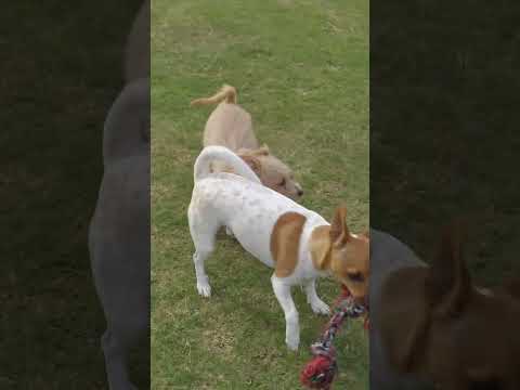 #Thia#Bubbles#Pumpkin