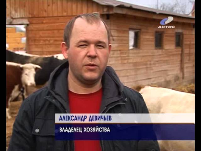 Ветеринары проводят плановое обследование скота